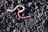 Earthworm moving on the fertile soil.