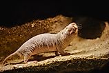 A naked mole-rat (Heterocephalus glaber)