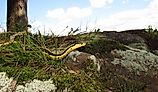Common garter snake (Thamnophis sirtalis)