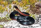 Red Bellied-Black Snake