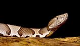 Close-up of a copperhead snake.