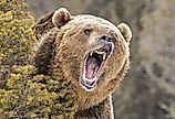Roaring Grizzly Bear behind bush.