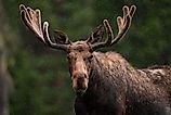 Bull Moose in Northern Colorado