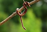 A rainbow boa on a branch.