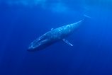 Blue Whale underwater. 