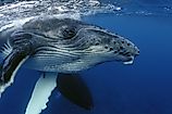 Close-up of a humpback whale (Credit: Yann Hubert via Shutterstock)