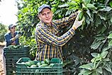 harvesting ripe green avocado which comes in at 9 Million Metric Tons produced a year