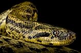 The Yellow anaconda (Eunectes notaeus) 
