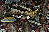 A rhinoceros viper (Bitis nasicornis)