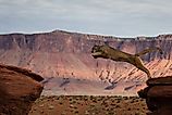 Cougar Jumping Red Rock - Christina Moraes