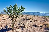 The area of the Salt Flats with the Guadelupe Mountains in the background about an hour east of El Paso, Texas.