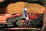 An adult eastern diamondback rattlesnake (Crotalus adamanteus).