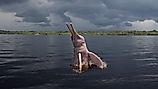Araguaian river dolphin