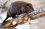 Beaver in the Canadian wilderness