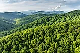 North Carolina wild woods nature in summer. 