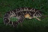 Fer-de-Lance (Bothrops asper) coiled in the grass. 