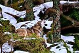 A gray wolf ( Canis lupus ) howling in the forrest 
