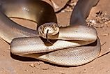 An olive python (Liasis olivaceus)