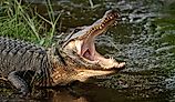 Wild American alligator with its mouth open