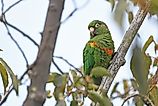 Santa Marta Parakeet. Editorial credit: Christoph Moning, CC BY 4.0, via Wikimedia Commons