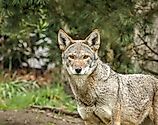 Young Red wolf (Canis rufus)