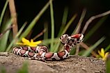Red milk snake poised on a rock.