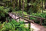Simpson Reed Grove bridge at Jedediah Smith Redwoods State Park in Crescent City, California. 