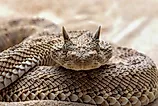 A Saharan horned viper (Cerastes cerastes)