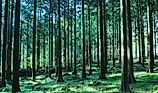 Forests in Japan have high quality and wide varieties of trees.