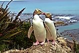 A yellow-eyed penguin pair in New Zealand.
