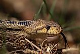 The gopher snake is a common non-venomous snake.