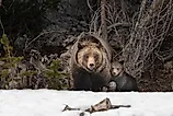 Bridger-Teton National Forest. Grizzly bear sow with spring cub.