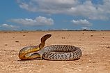 Highly venomous Australian Inland Taipan in natural Western Queensland outback habitat. 