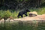 Black bear on a rock. 