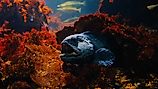 An Atlantic wolffish (Anarhichas lupus)
