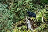 Black Bear in Tongass National Rainforest