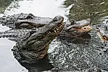 American Alligator.