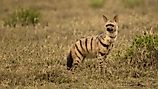 An aardwolf (Proteles cristata)