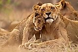 Lion cub and its mother
