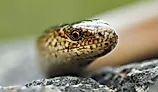 Portrait of eastern slow worm (Anguis colchica).