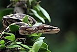 Ball python snake close up on a tree. 