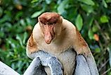 A proboscis monkey (Nasalis larvatus)