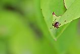 A close up photo of a lone star tick on a green leaf.