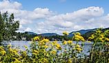 Yellow flowers against Mirror Lake in Lake Placid, NY.
