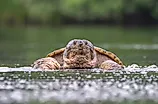 A close up of a snapping turtle emerging from a pond. 