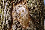 Dead tree due to the ravage of the emerald ash borer.