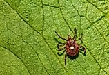 Lone Star Tick (Amblyomma americanum) on a green leaf.