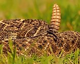 Western diamondback rattlesnake (crotalus atrox)