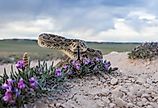 Closeup of a Prairie Rattlesnake.