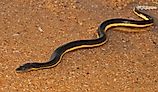 Venomous Yellow-bellied Sea Snake.